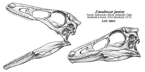 Reconstruction du crâne du dinosaure saurischien théropode Troodontidae ...