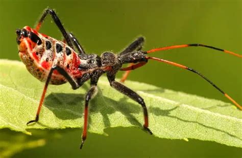 Assassin Bug - Description, Habitat, Image, Diet, and Interesting Facts