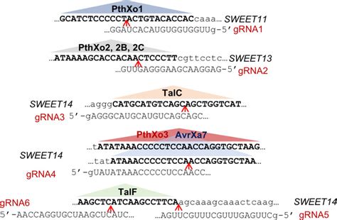 Guide RNA design Six guide RNA genes were designed and constructed to... | Download Scientific ...