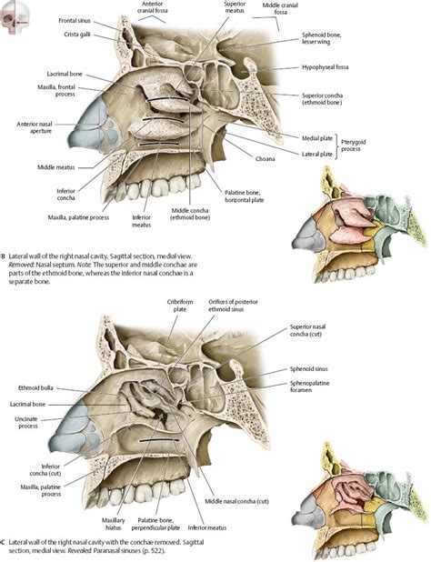 Nasal Cavity Lateral Wall Bones Anatomy Of Nose And Paranasal Sinus | Images and Photos finder