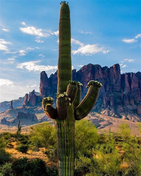 See Gorgeous Cactus Flowers in Arizona By Visiting These Places