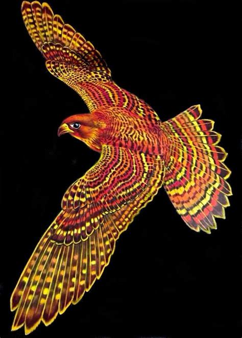 Peregrine Falcon by Jo Warren | Falcon drawing, Colorful drawings, Bird art