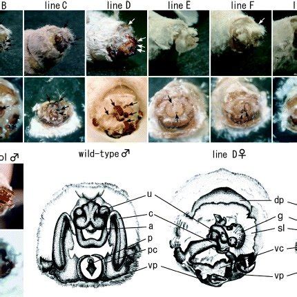 Photographs of chitinous structures found at the inner side of external ...