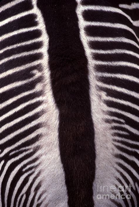 Zebra Stripes Closeup Photograph by Anna Lisa Yoder - Fine Art America