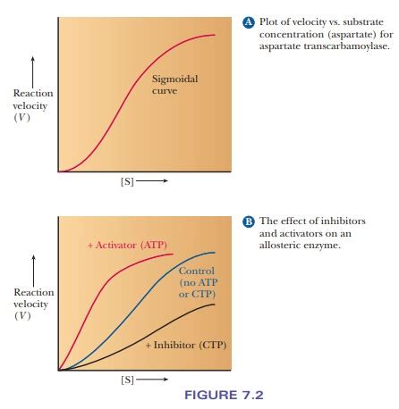 The Behavior of Allosteric Enzymes