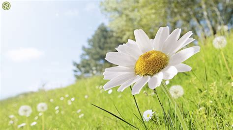 Daisy-filled Grass Wallpaper - MAXIPX