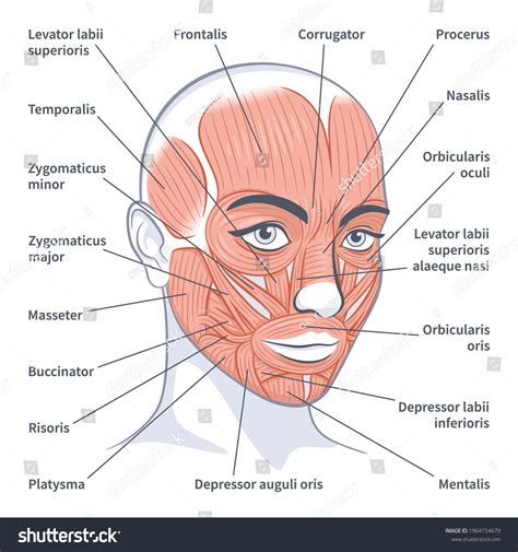 Facial Muscles Female Detailed Bright Anatomy Stock Vector (Royalty Free) 1964154679 | Shutterstock