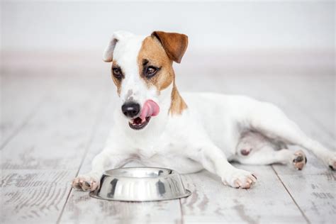 Can An Adult Dog Eat Puppy Food | Canna-Pet®