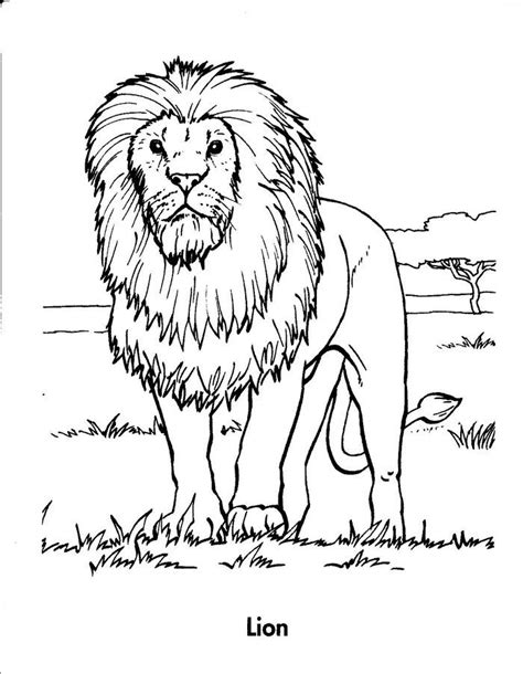 Realistic Lion Coloring Pages | Lion coloring pages, Cat coloring book ...