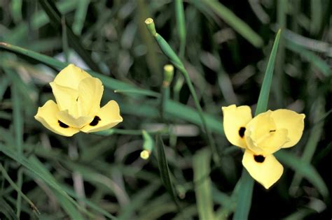 10 Dietes Bicolor Seeds YELLOW AFRICAN IRIS Fortnight Lily | Etsy