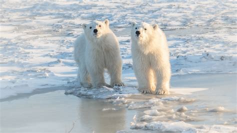 Two Polar Bears HD Animals Wallpapers | HD Wallpapers | ID #54788