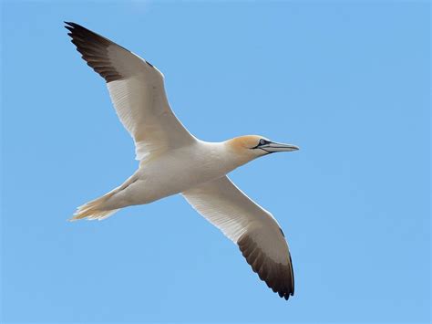 Gannet Bird Facts (Morus bassanus) | Birdfact