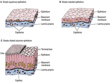 Free Download 85 Gambar Jaringan Epitel Dan Keterangannya HD...
