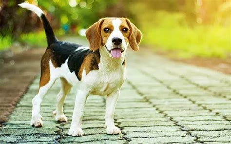 All About Beagle Dog Breed– Origin, Behavior, Trainability, Puppies, Price, Health, Facts