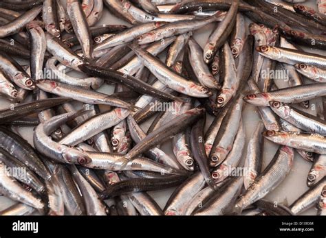 Typical fish malaga prepared in hi-res stock photography and images - Alamy