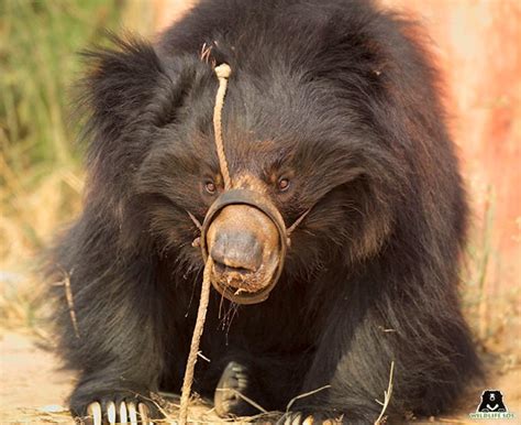 The Unique Claws of Sloth Bears - Wildlife SOS