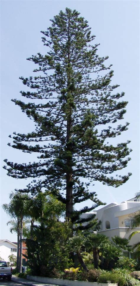 Norfolk Island Pine Houseplant