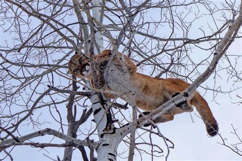 Mountain Lion Hunting Expands Near Aspen | Aspen Public Radio