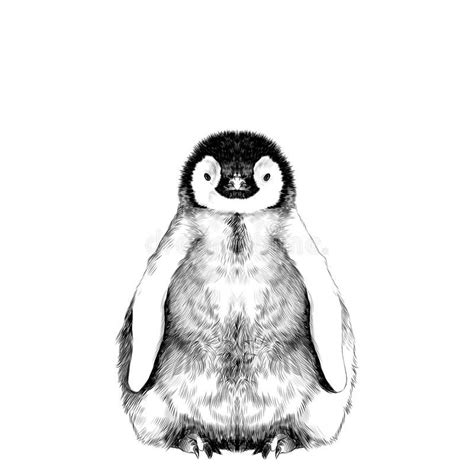 Baby penguin sketch. Baby penguin small and cute is in full growth is ...