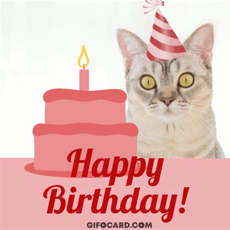 Happy Birthday cat gif – free download, tap to send ecard