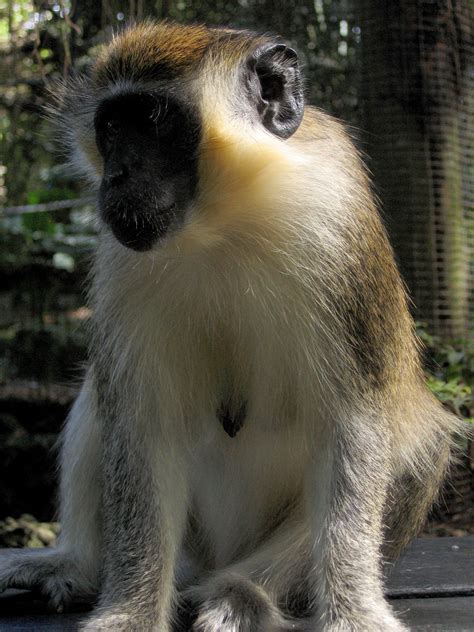 File:Green Monkey in Barbados 08.jpg - Wikimedia Commons
