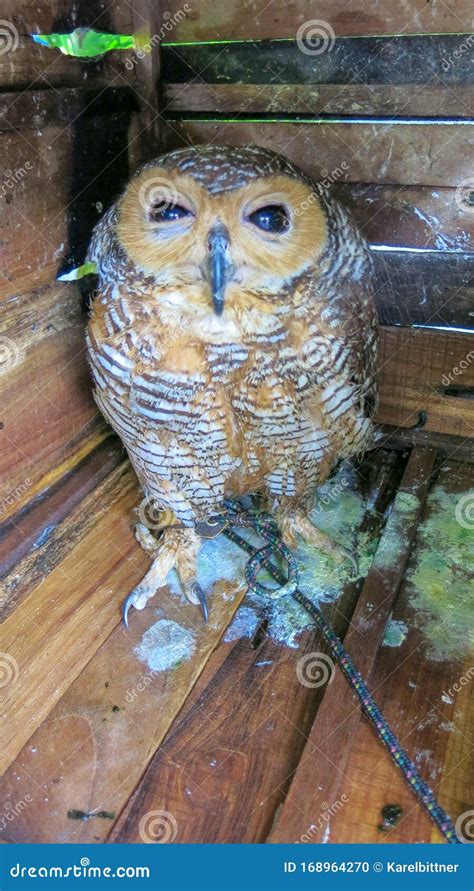 Eastern Screech Owl Sitting in a Wooden Birdhouse. Night Bird Hidden in His House Made of Wooden ...