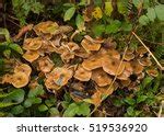 Honey Fungus Free Stock Photo - Public Domain Pictures