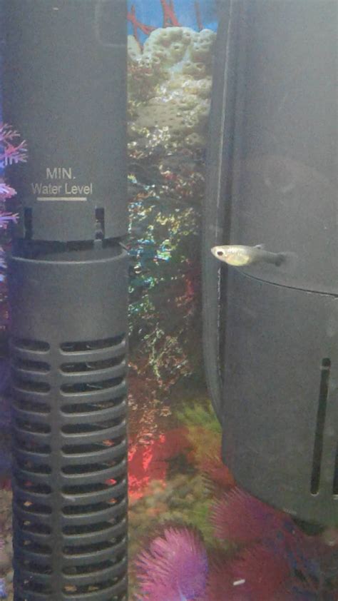 Guppy Fish Care - Tank Size, Food, Breeding And Water Parameters