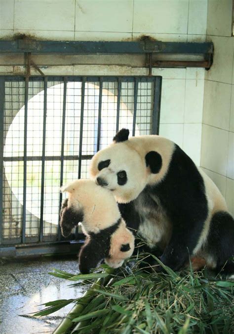 Baby panda : Nom Nom Panda Mom : Bed time son.. Animals And Pets, Funny ...