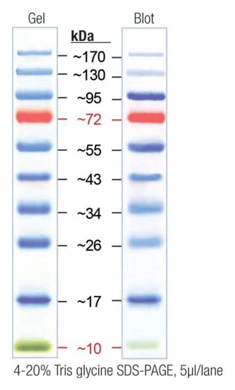 Fisher BioReagents™ Échelle de protéines recombinantes précolorée EZ ...