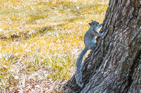 Squirrel Tree Bright - Free photo on Pixabay - Pixabay