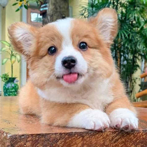 Pequeño Corgi ama a todos y tiene una personalidad encantadora