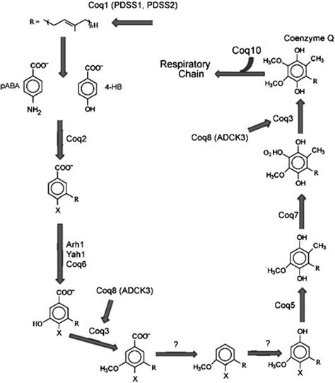 Biosynthesis of coenzyme Q in eukaryotic cells (Adapted from Ozeir et ...