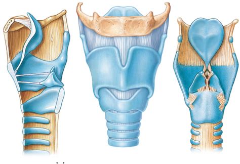 The larynx: cartilage and ligaments Diagram | Quizlet