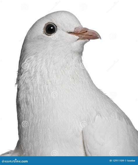 Close-up Of A White Pigeon, Profile Royalty Free Stock Images - Image: 12911109