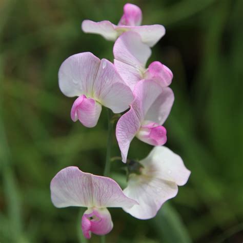 Buy everlasting sweet pea (syn. Pink Pearl) Lathyrus latifolius 'Rosa Perle'