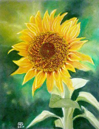 Sunflower Oil Pastel