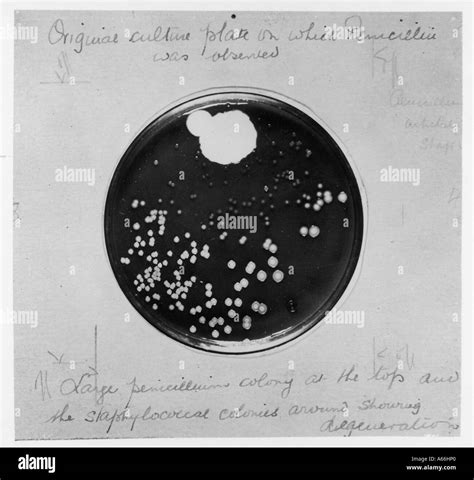 Alexander fleming petri dish hi-res stock photography and images - Alamy