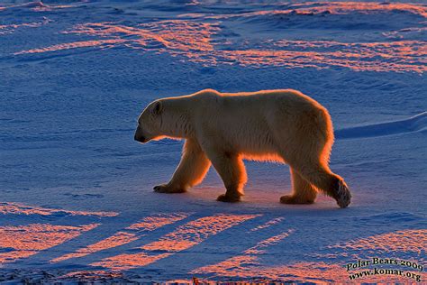 Polar Bears WALKING!!!