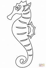 Seahorse coloring page  Free Printable Coloring Pages sketch template