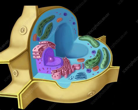 Plant Cell, illustration - Stock Image - C027/8378 - Science Photo Library