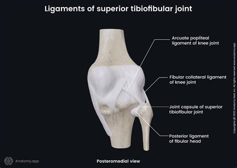 Superior tibiofibular joint | Encyclopedia | Anatomy.app | Learn anatomy | 3D models, articles ...