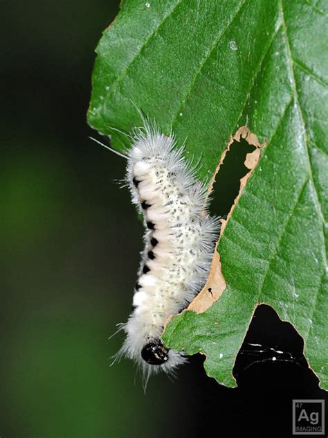 Hickory Tussock Moth caterpillar (Lophocampa caryae) | Flickr - Photo Sharing!