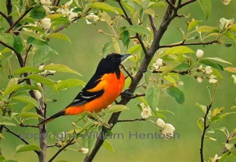 Baltimore Oriole Male and Female Photography Orioles - Etsy