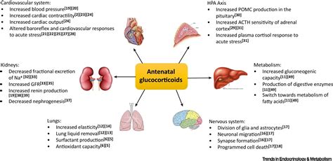 Combined Antioxidant and Glucocorticoid Therapy for Safer Treatment of Preterm Birth: Trends in ...