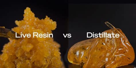 Live Resin vs. Distillate: What’s the Difference?