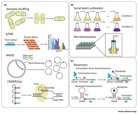 Systems Metabolic Engineering Strategies: Integrating Systems and Synthetic Biology with ...