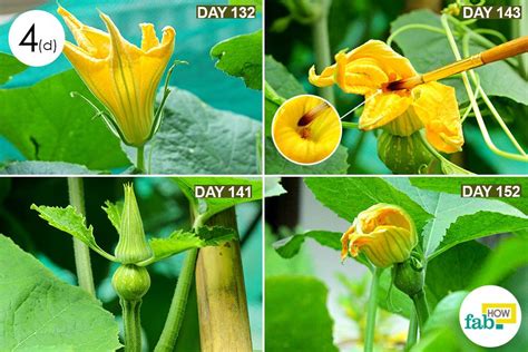 How to Grow Pumpkins with Easy Step-by-Step Pictures | Fab How