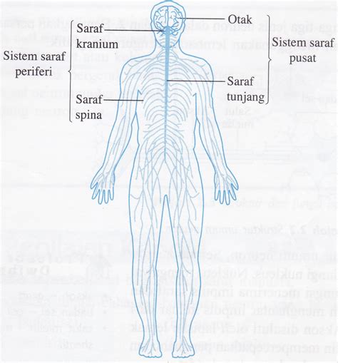 Belajar Sains Bersama Cikgu Shahida: KOORDINASI BADAN- SAINS TINGKATAN 4