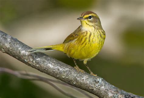 Palm warbler - song / call / voice / sound.